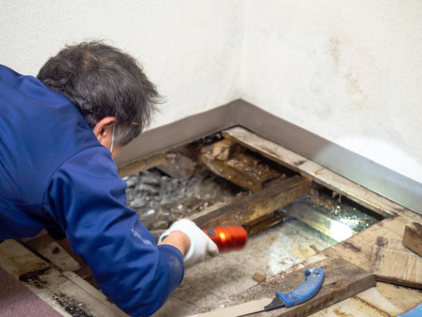 Best Same-Day Mold Removal  in Rockport, TX