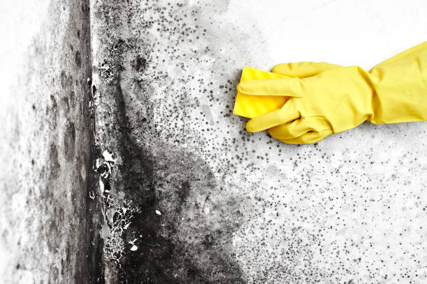 Best Fast Mold Removal  in Rockport, TX