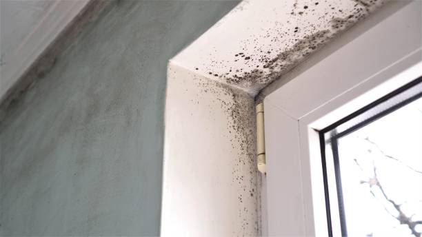 Best Emergency Mold Removal  in Rockport, TX