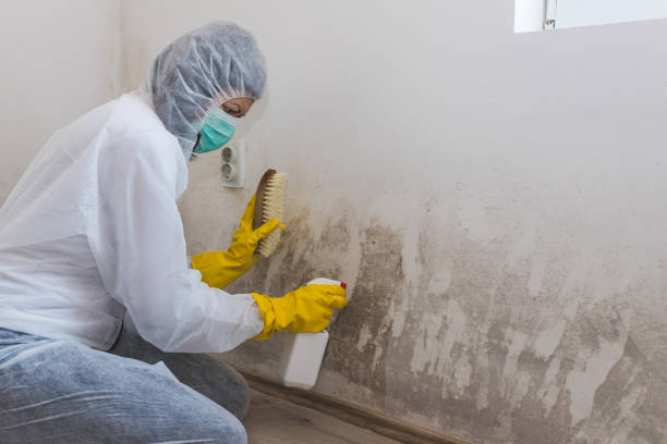 Best Affordable Mold Removal  in Rockport, TX