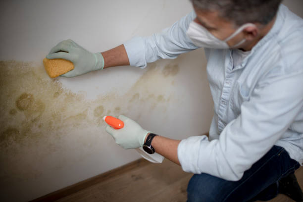 Home Mold Removal in Rockport, TX