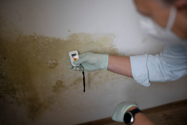 Best Professional Mold Removal  in Rockport, TX