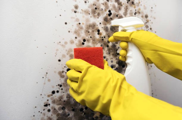 Best Mold Cleaning Services  in Rockport, TX