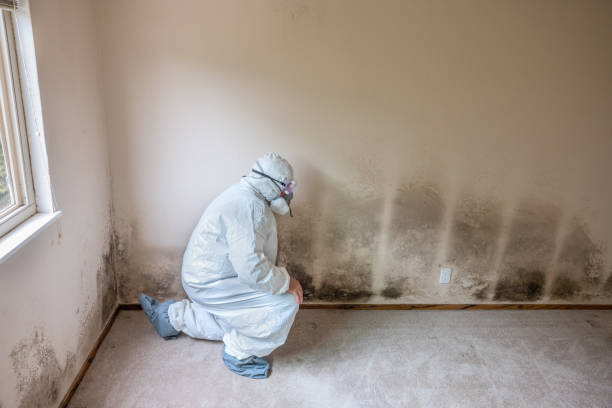 Certified Mold Removal in Rockport, TX