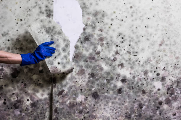 Best Home Mold Removal  in Rockport, TX